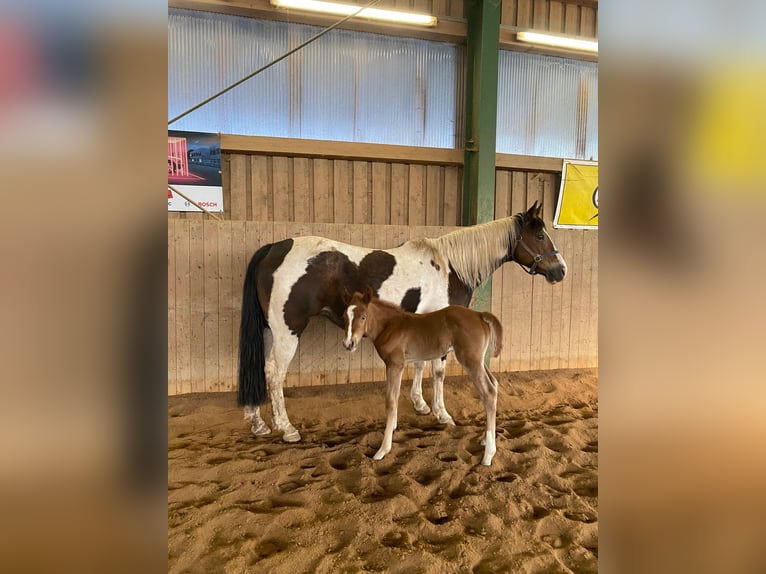 American Paint Horse Hengst Veulen (04/2025) 148 cm Vos in Erbendorf