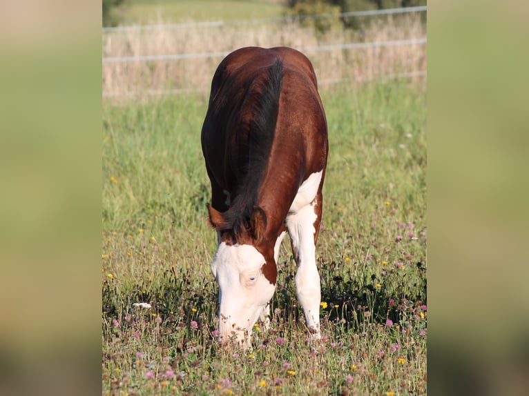 American Paint Horse Hengst Veulen (04/2025) 150 cm Bruin in Bautzen