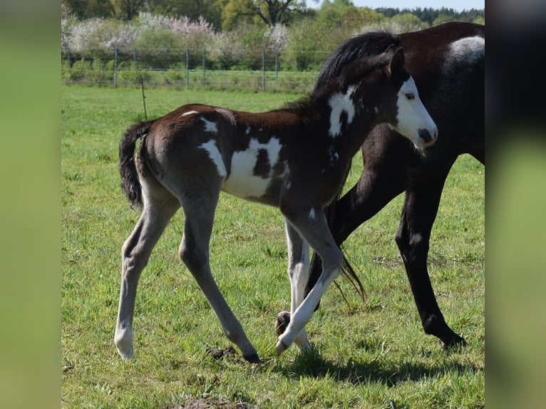 American Paint Horse Hengst Veulen (04/2025) 150 cm Overo-alle-kleuren in Neustadt Dosse
