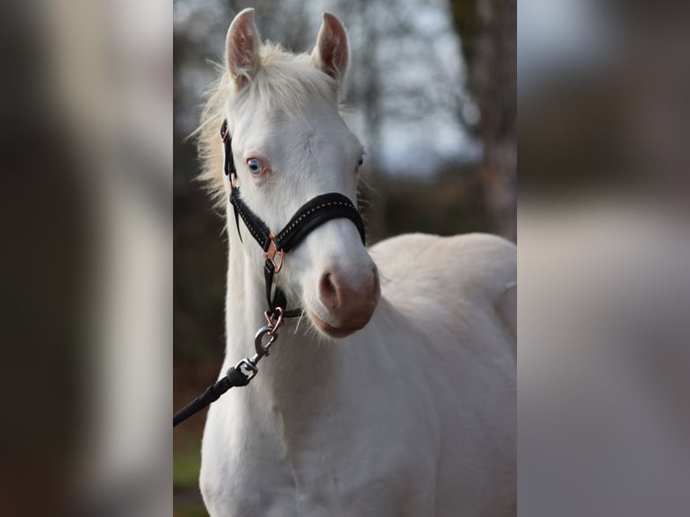 American Paint Horse Hengst Veulen (05/2025) 150 cm Overo-alle-kleuren in Hellenthal