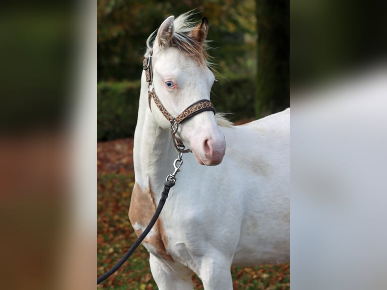 American Paint Horse Hengst Veulen (03/2025) 150 cm Overo-alle-kleuren in Hellenthal