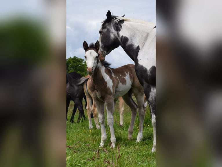 American Paint Horse Hengst Veulen (04/2025) 150 cm Overo-alle-kleuren in Neustadt Dosse