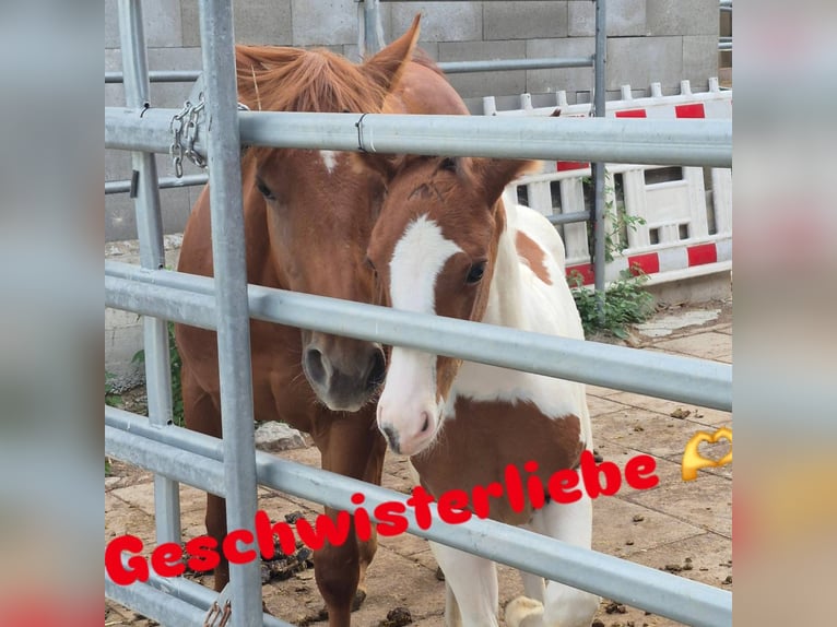 American Paint Horse Hengst Veulen (05/2026) 150 cm Tobiano-alle-kleuren in Ludwigsburg