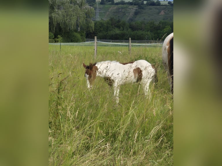 American Paint Horse Hengst Veulen (05/2026) 150 cm Tobiano-alle-kleuren in Ludwigsburg