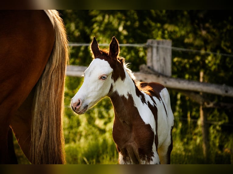 American Paint Horse Hengst Veulen (05/2026) 152 cm Overo-alle-kleuren in Bad Driburg