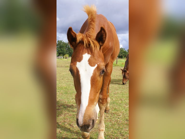 American Paint Horse Hengst Veulen (03/2025) 152 cm Vos in Velpke