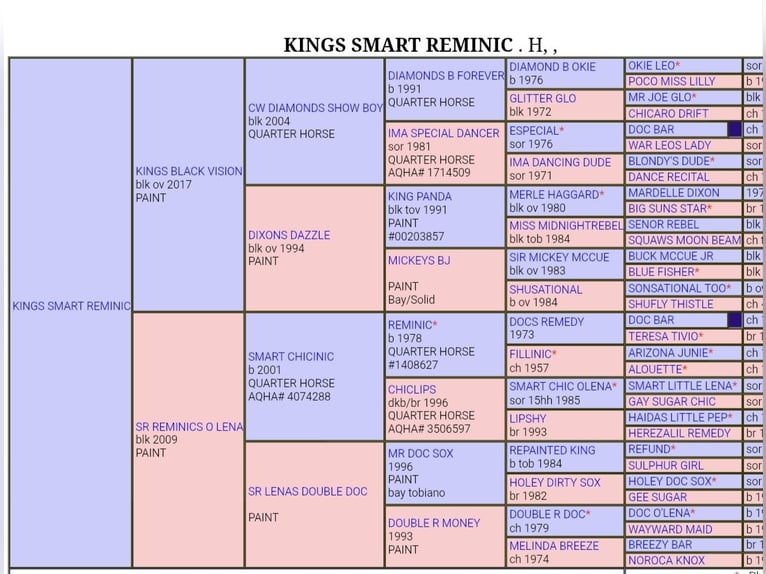 American Paint Horse Hengst Veulen (04/2026) 152 cm Zwart in Bautzen