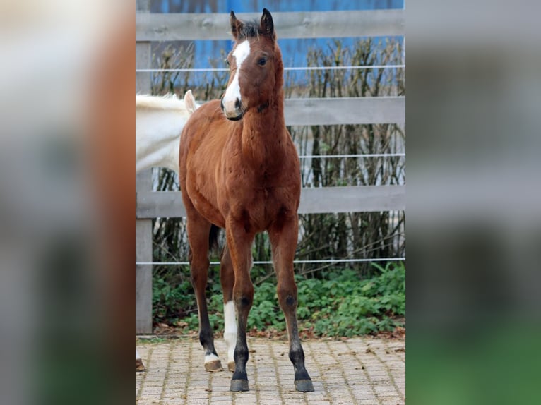 American Paint Horse Hengst Veulen (04/2025) 153 cm Bruin in Hellenthal