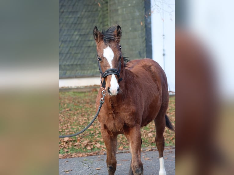 American Paint Horse Hengst Veulen (04/2025) 153 cm Bruin in Hellenthal