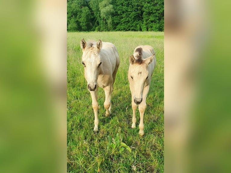 American Paint Horse Hengst Veulen (04/2026) 153 cm Buckskin in Rödinghausen