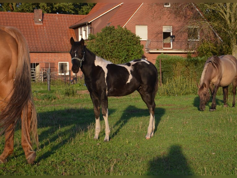 American Paint Horse Hengst Veulen (06/2026) 153 cm Tobiano-alle-kleuren in Nordhorn