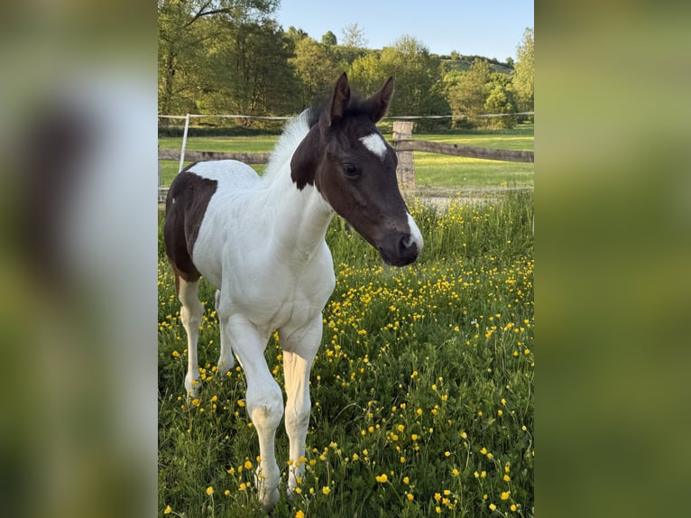 American Paint Horse Hengst Veulen (04/2025) 154 cm Gevlekt-paard in B&#xFC;ren