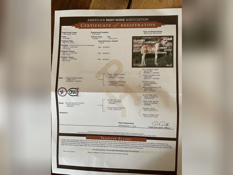 American Paint Horse Hengst Veulen (05/2025) 154 cm Overo-alle-kleuren in Opi