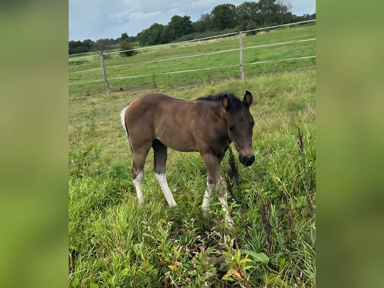 American Paint Horse Hengst Veulen (06/2026) 154 cm Tobiano-alle-kleuren in Barkholt