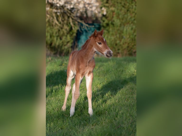 American Paint Horse Hengst Veulen (04/2026) 154 cm Vos in Matzenbach