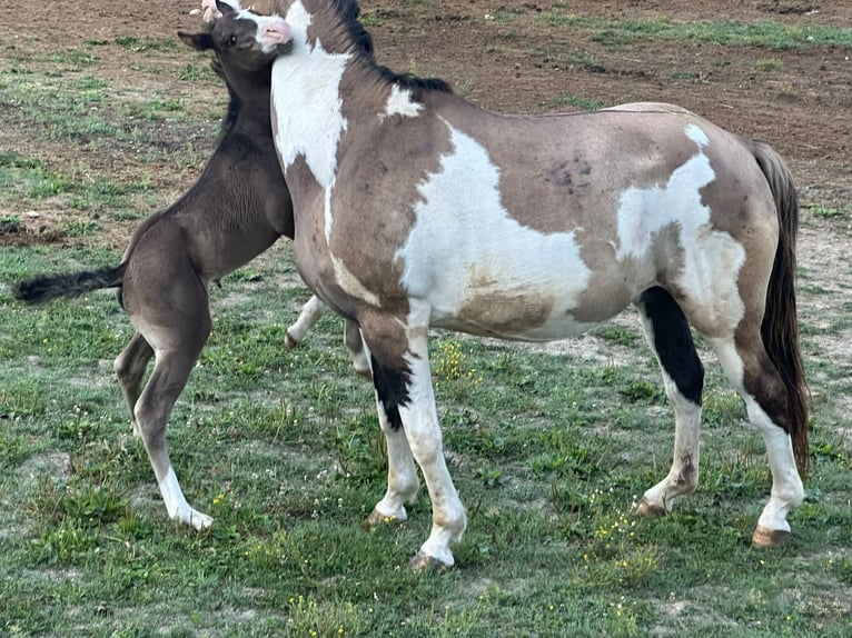 American Paint Horse Hengst Veulen (06/2026) 154 cm Zwart in Cansano