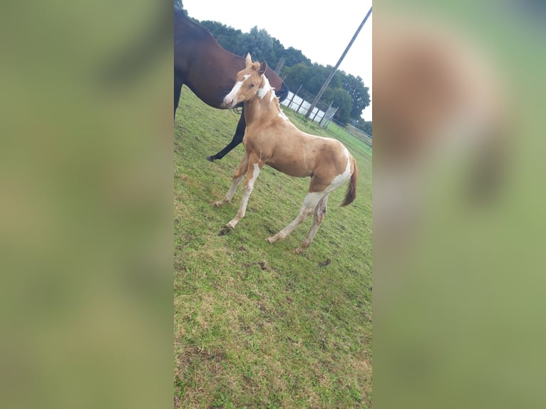 American Paint Horse Hengst Veulen (06/2025) 155 cm Champagne in Neuenhaus