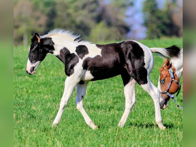 American Paint Horse Hengst Veulen (05/2026) 155 cm Gevlekt-paard in Waldshut-Tiengen