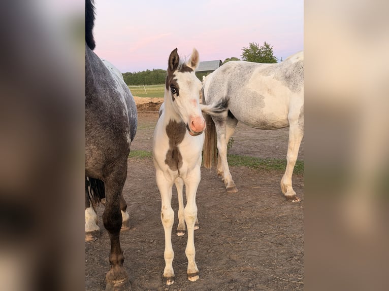American Paint Horse Mix Hengst Veulen (01/2026) 155 cm Overo-alle-kleuren in Marlow