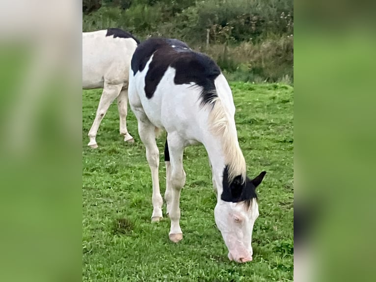 American Paint Horse Hengst Veulen (03/2025) 155 cm Overo-alle-kleuren in Goulles