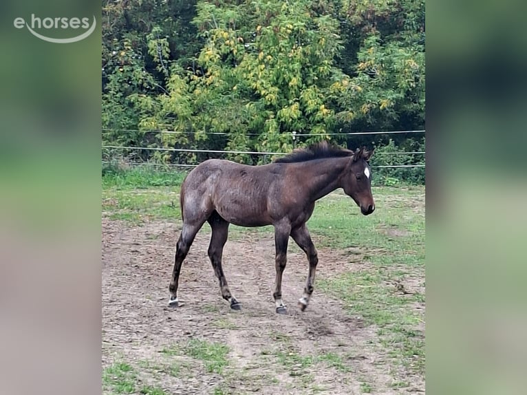 American Paint Horse Hengst Veulen (06/2026) 155 cm Roan-Bay in Werneuchen