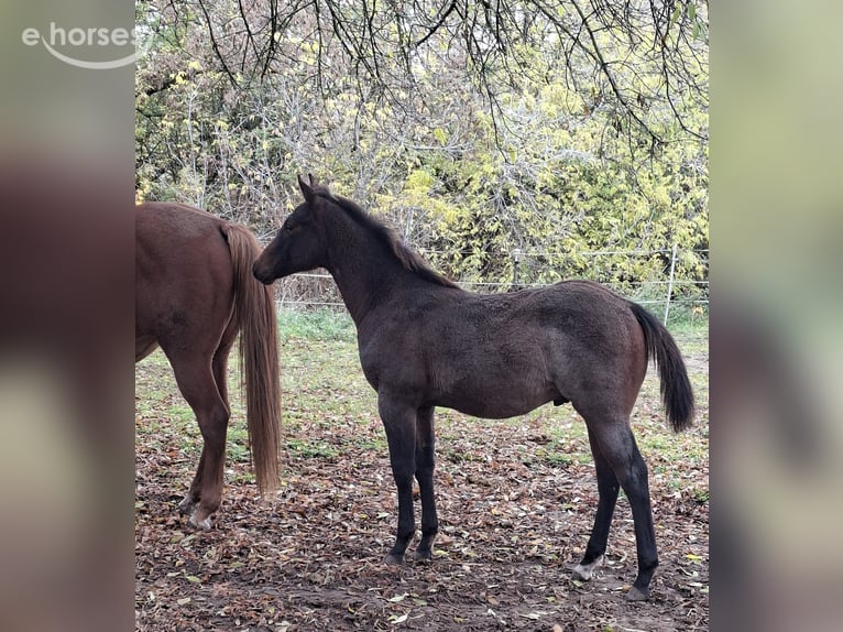 American Paint Horse Hengst Veulen (06/2026) 155 cm Roan-Bay in Werneuchen