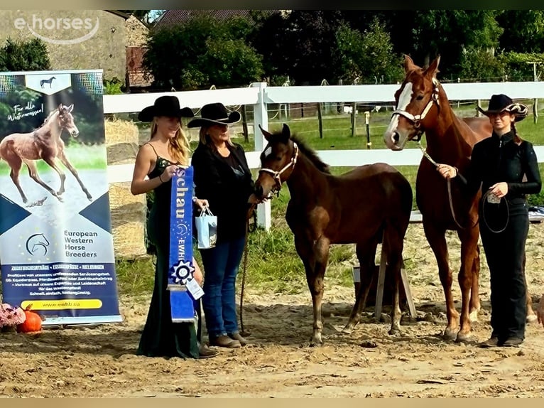 American Paint Horse Hengst Veulen (06/2026) 155 cm Roan-Bay in Werneuchen