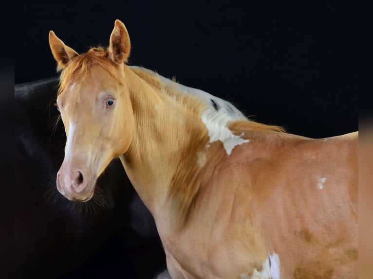 American Paint Horse Hengst Veulen (02/2025) 156 cm Gevlekt-paard in Schwindegg