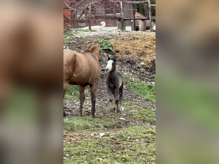 American Paint Horse Hengst Veulen (10/2025) 156 cm Overo-alle-kleuren in Opi