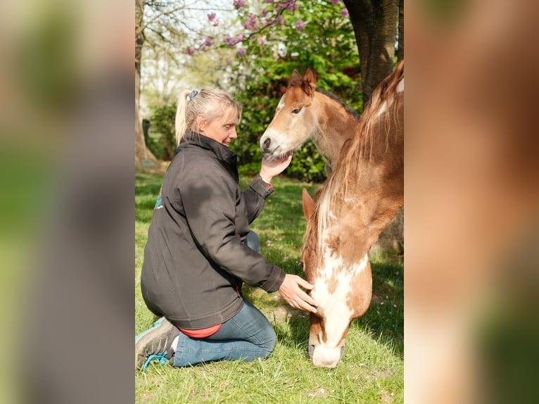 American Paint Horse Hengst Veulen (01/2025) 157 cm Bruin in Ritterhude
