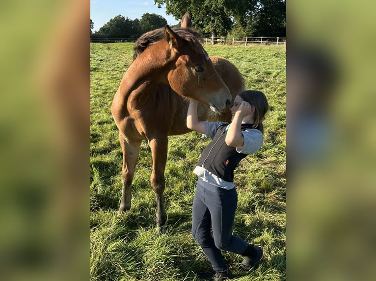 American Paint Horse Hengst Veulen (01/2025) 157 cm Bruin in Ritterhude