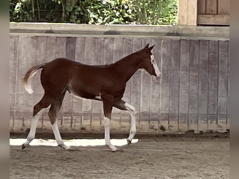 American Paint Horse Hengst Veulen (05/2026) 158 cm Overo-alle-kleuren in Haldenwang