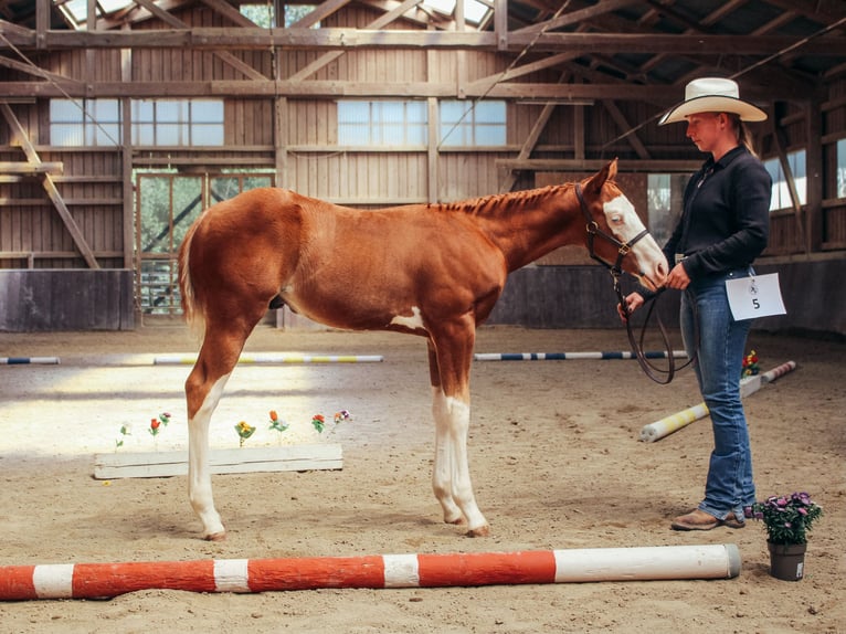 American Paint Horse Hengst Veulen (05/2026) 158 cm Overo-alle-kleuren in Haldenwang