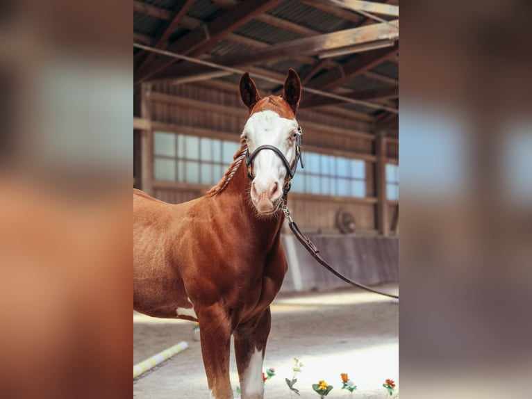 American Paint Horse Hengst Veulen (05/2026) 158 cm Overo-alle-kleuren in Haldenwang