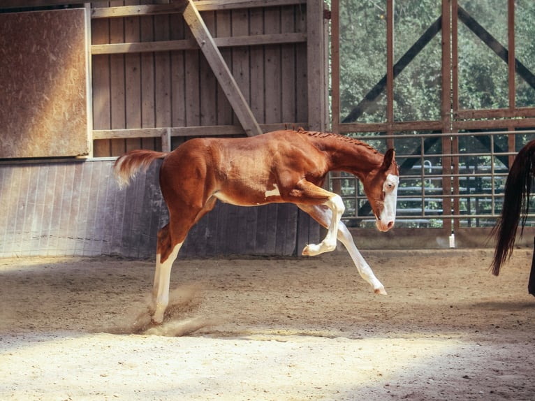 American Paint Horse Hengst Veulen (05/2026) 158 cm Overo-alle-kleuren in Haldenwang