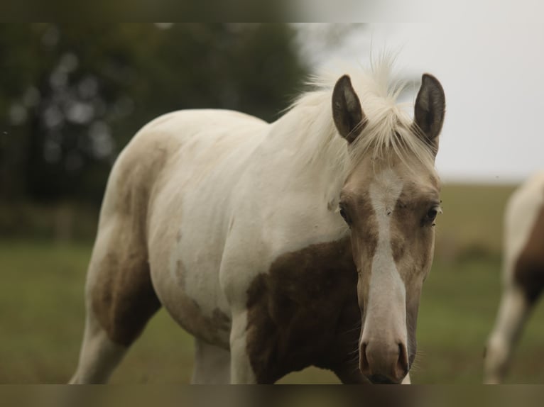 American Paint Horse Mix Hengst Veulen (02/2026) 160 cm Gevlekt-paard in Marienmünster