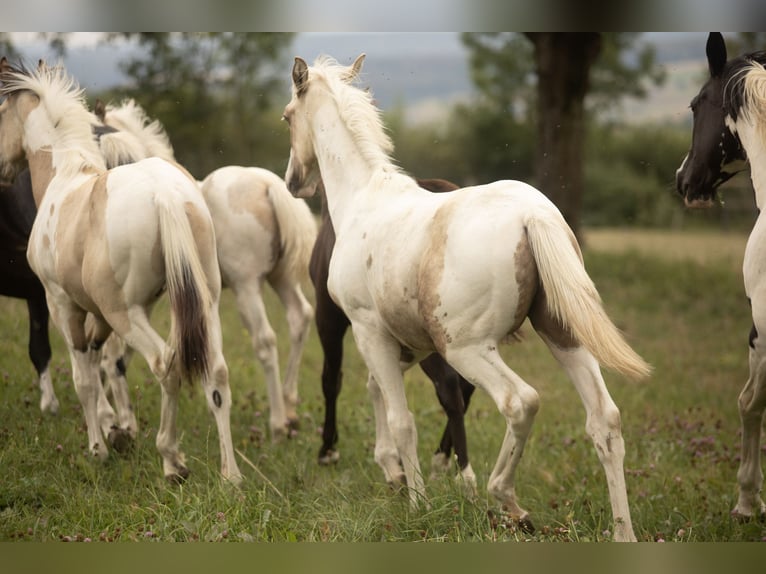 American Paint Horse Mix Hengst Veulen (02/2026) 160 cm Gevlekt-paard in Marienmünster