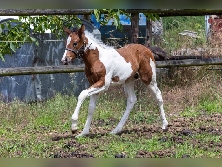 American Paint Horse Hengst Veulen (05/2026) 160 cm Tobiano-alle-kleuren in Straelen
