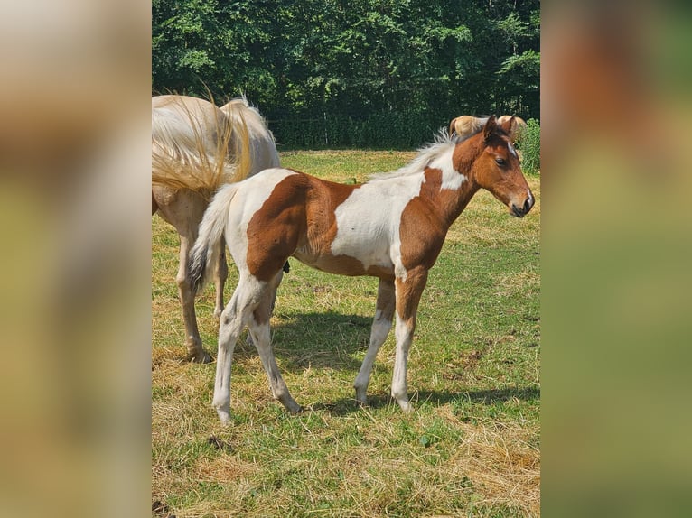 American Paint Horse Hengst Veulen (04/2026) 160 cm Tobiano-alle-kleuren in Ascheberg