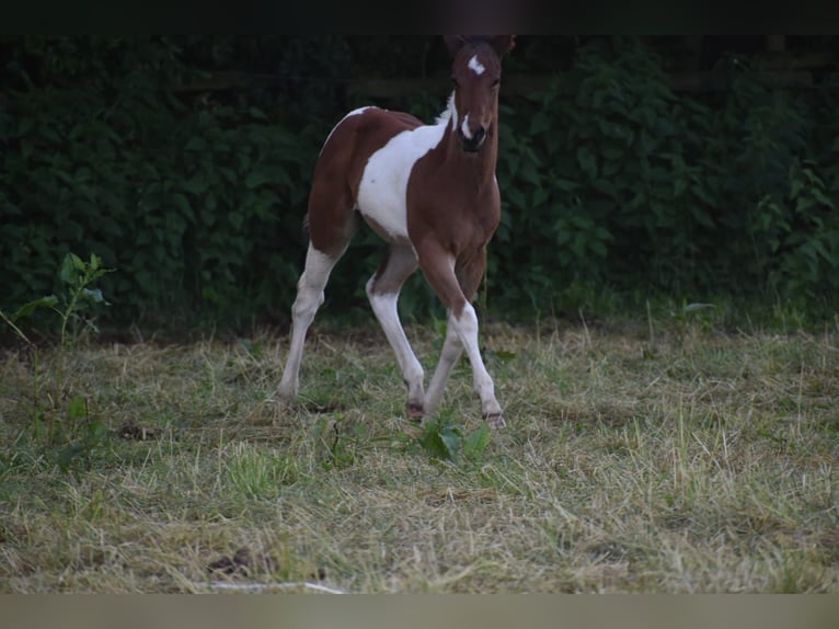 American Paint Horse Hengst Veulen (04/2026) 160 cm Tobiano-alle-kleuren in Ascheberg