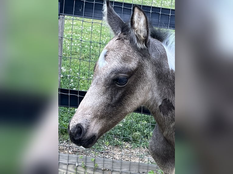 American Paint Horse Hengst Veulen (04/2026) 163 cm Buckskin in Cartersville Georgia