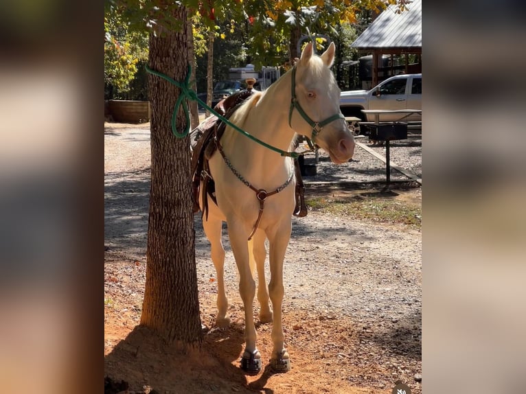 American Paint Horse Hengst Veulen (04/2026) 163 cm Buckskin in Cartersville Georgia