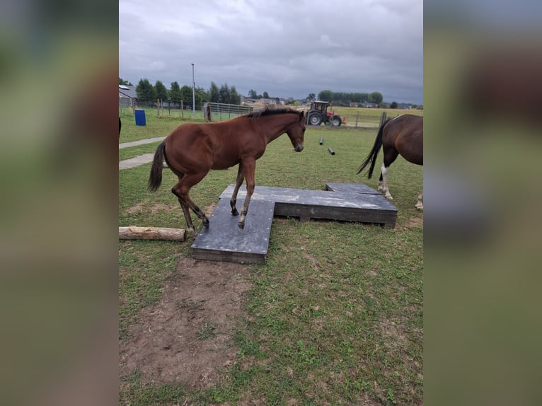 American Paint Horse Hengst Veulen (05/2026) Bruin in Driehoekstraat
