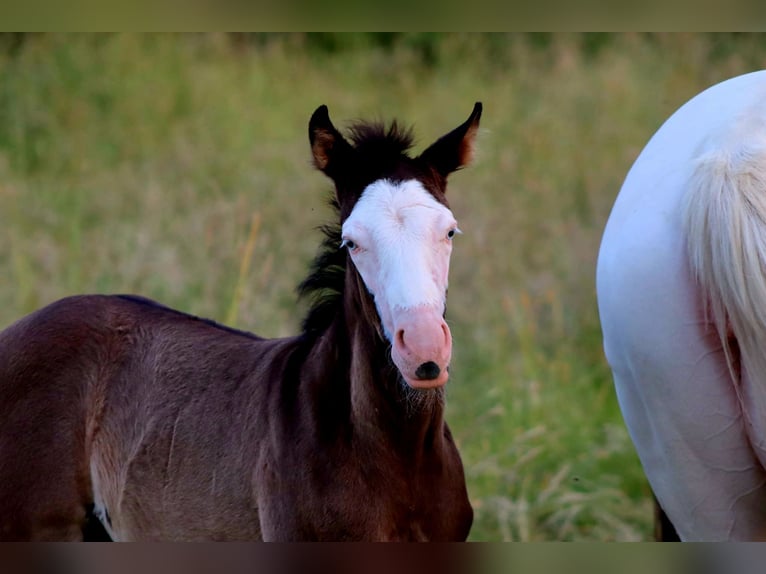 American Paint Horse Hengst Veulen (01/2026) Overo-alle-kleuren in Landorthe