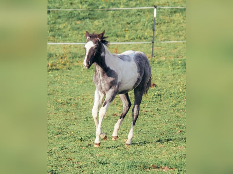 American Paint Horse Hengst Veulen (04/2025) Roan-Blue in Haldenwang
