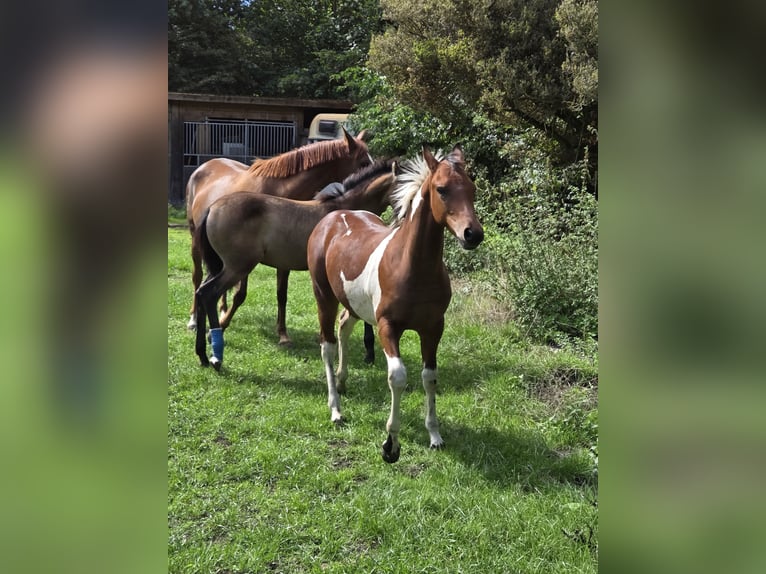 American Paint Horse Mix Hengst Veulen (03/2026) Tobiano-alle-kleuren in Essen