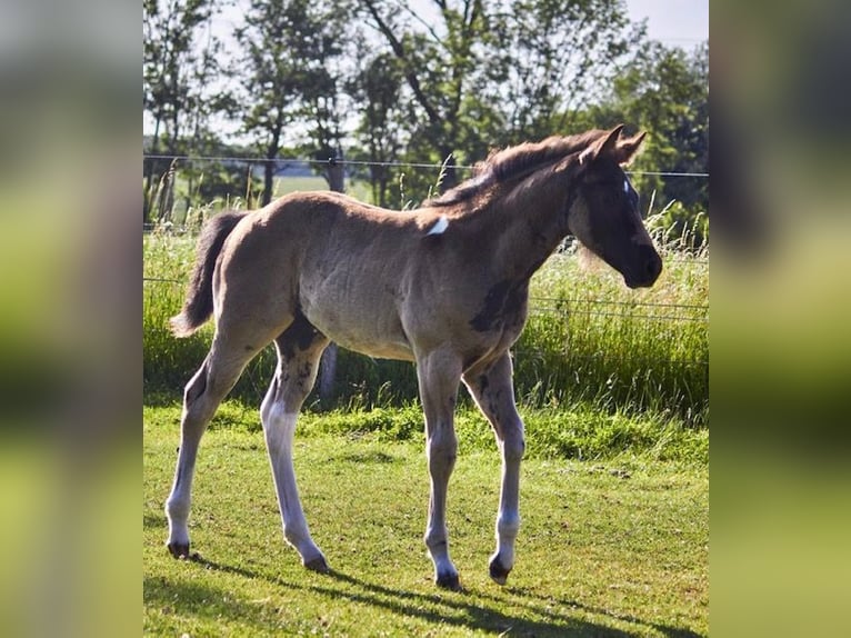 American Paint Horse Hengst Veulen (04/2026) Tobiano-alle-kleuren in Michelau im Steigerwald