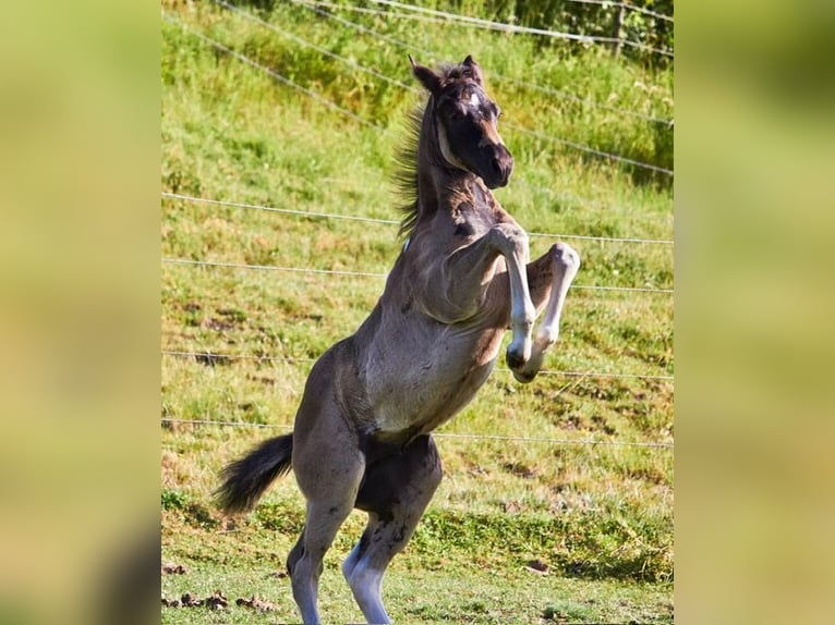 American Paint Horse Hengst Veulen (04/2026) Tobiano-alle-kleuren in Michelau im Steigerwald