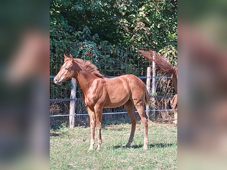 American Paint Horse Hengst Veulen (05/2025) Vos in Incisa Scapaccino
