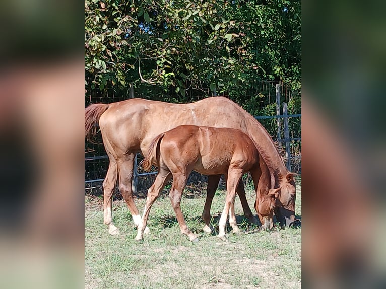 American Paint Horse Hengst Veulen (05/2025) Vos in Incisa Scapaccino